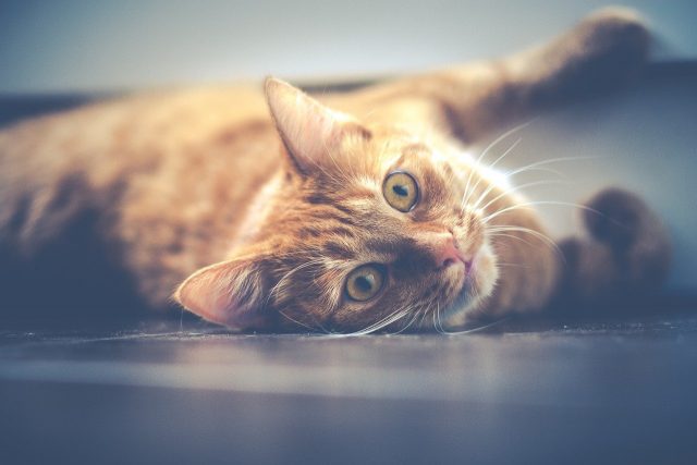 Is your cat too thin?