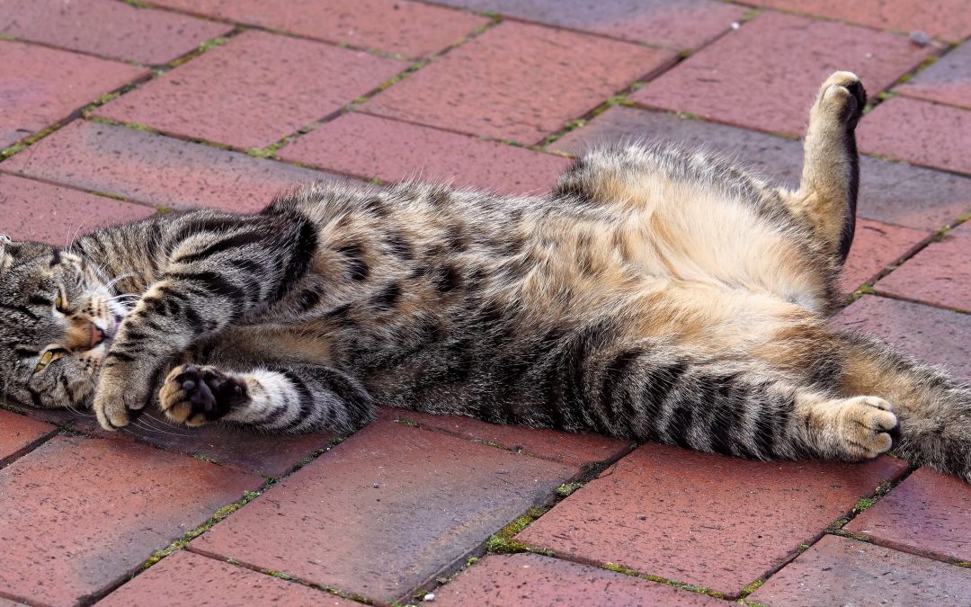 Yes, Catnip Is Dope but Don’t Blame Us, Cats Love It! Your Guide to Catnip