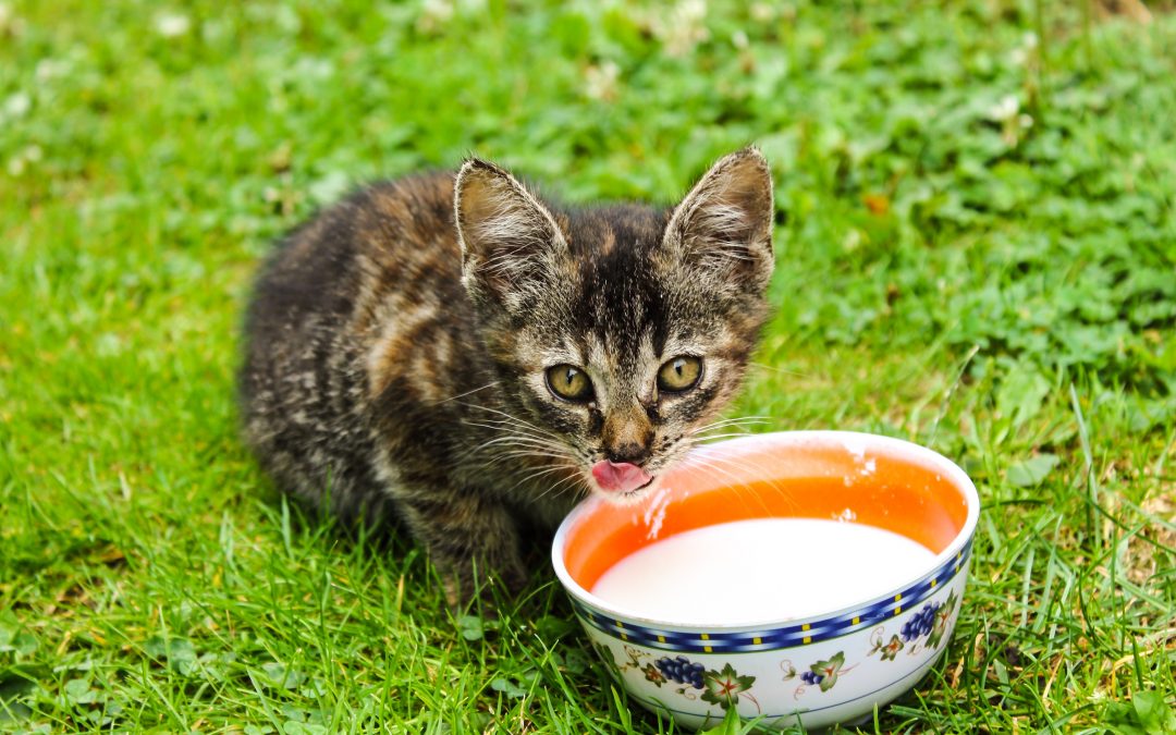 Kitten Drinking Milk