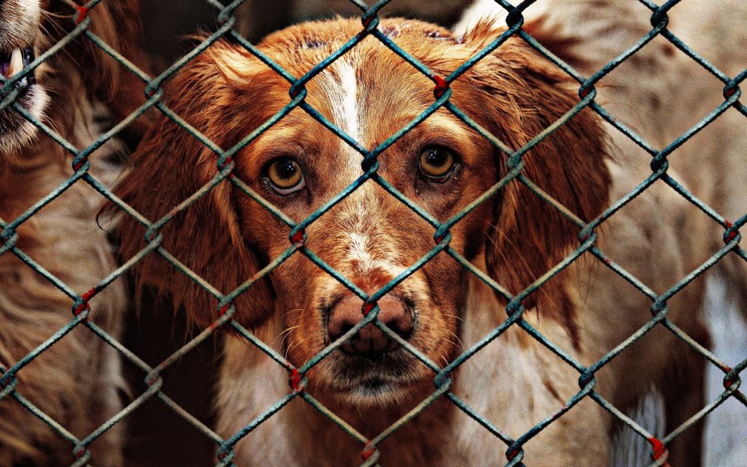 animal welfare, dog, imprisoned