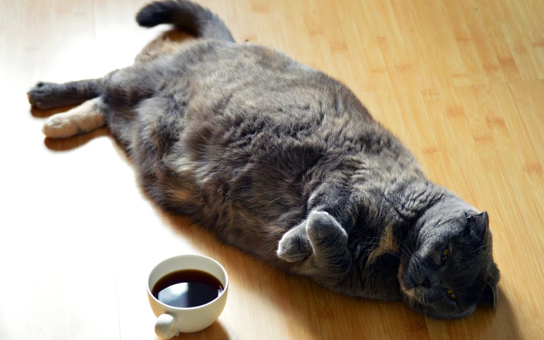 Fat Cat Warning – Read This Now If Your Cat Is Overweight