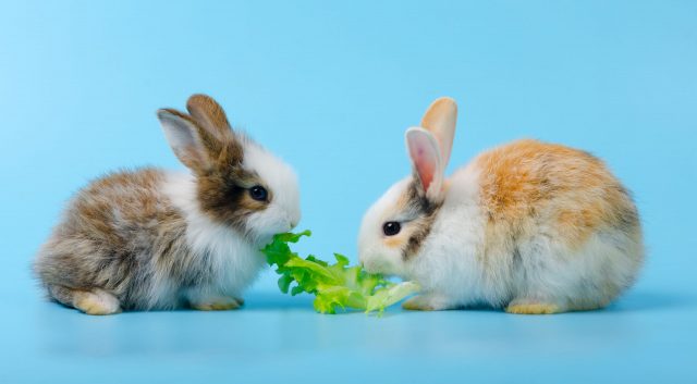 Two adorable fluffy bunnies rabbits eating green lettuce vegetable together