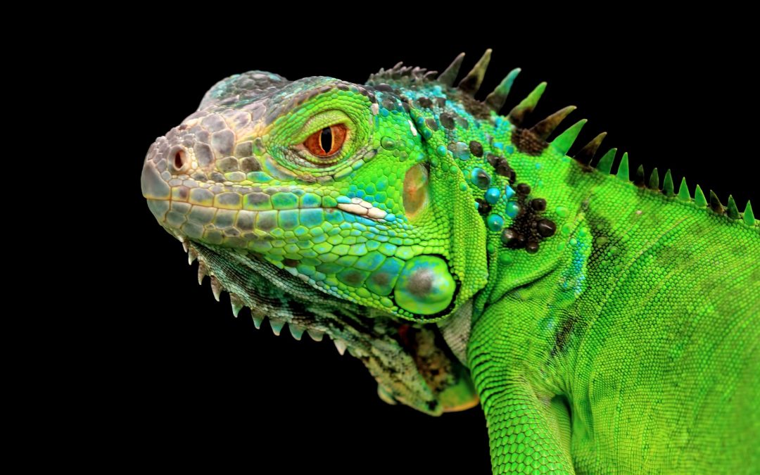 Closeup of a Green Iguana