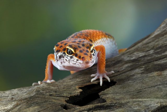 Leopard gecko on a branch