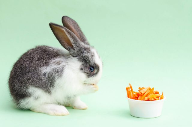 A little baby rabbit, bunny eating carrot. 