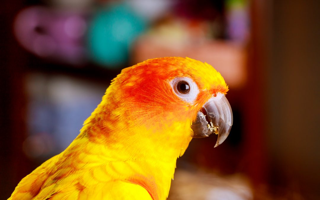 Beautiful Pet Conure Parrot