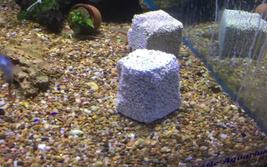 Simple and Affordable Alternative Maintenance Method for Aquariums