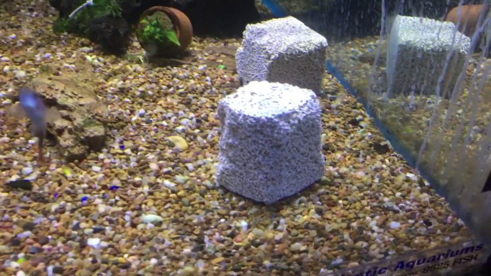 Simple and Affordable Alternative Maintenance Method for Aquariums Lizardz