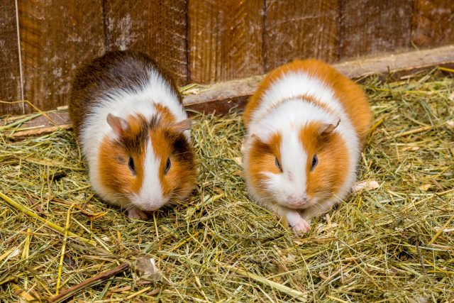 A pair of guinea pig buddies