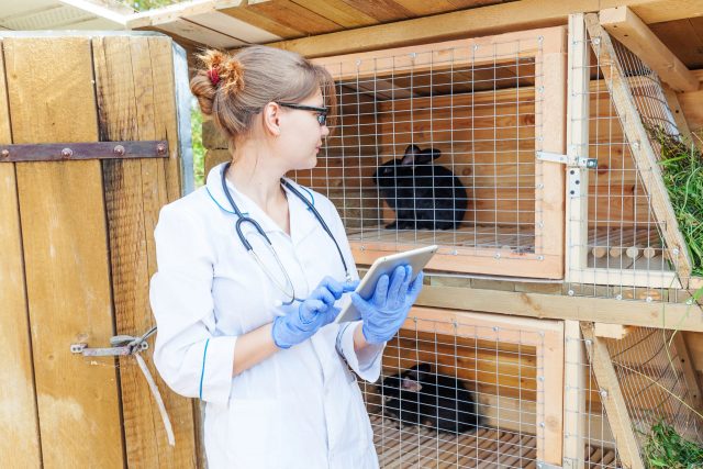 Veterinarian checking health status of rabbits