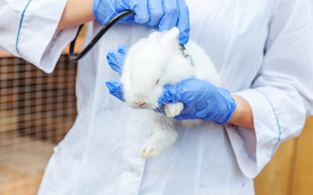 Veterinarian holding and examining rabbit for check up