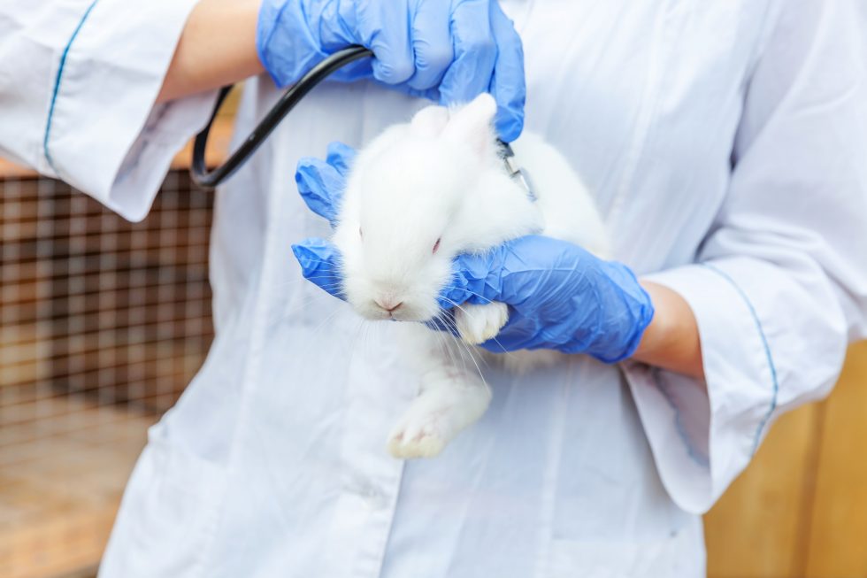 Finding Vet Care For Your Pet Rabbits Lizardz