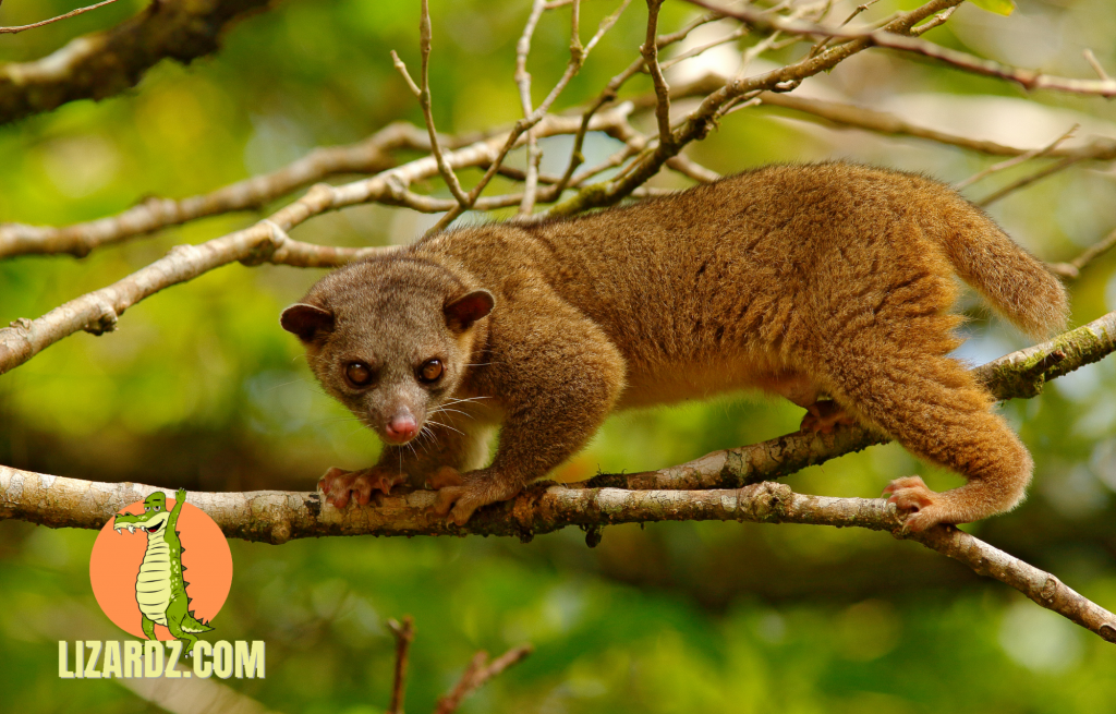 A kinkajou in a tree