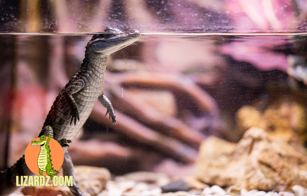 Pet alligator in an aquarium
