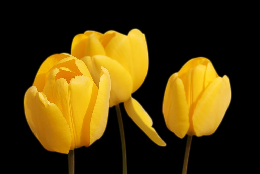 Tulips are toxic to dogs, cats and horses and can be fatal