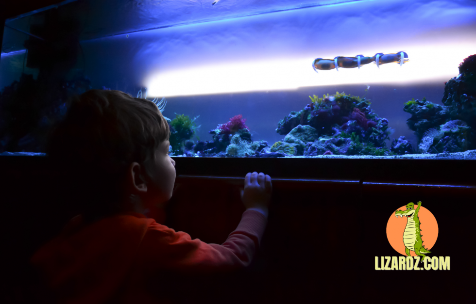 Choosing the Best Fish Tank Stands for Your Aquarium Lizardz
