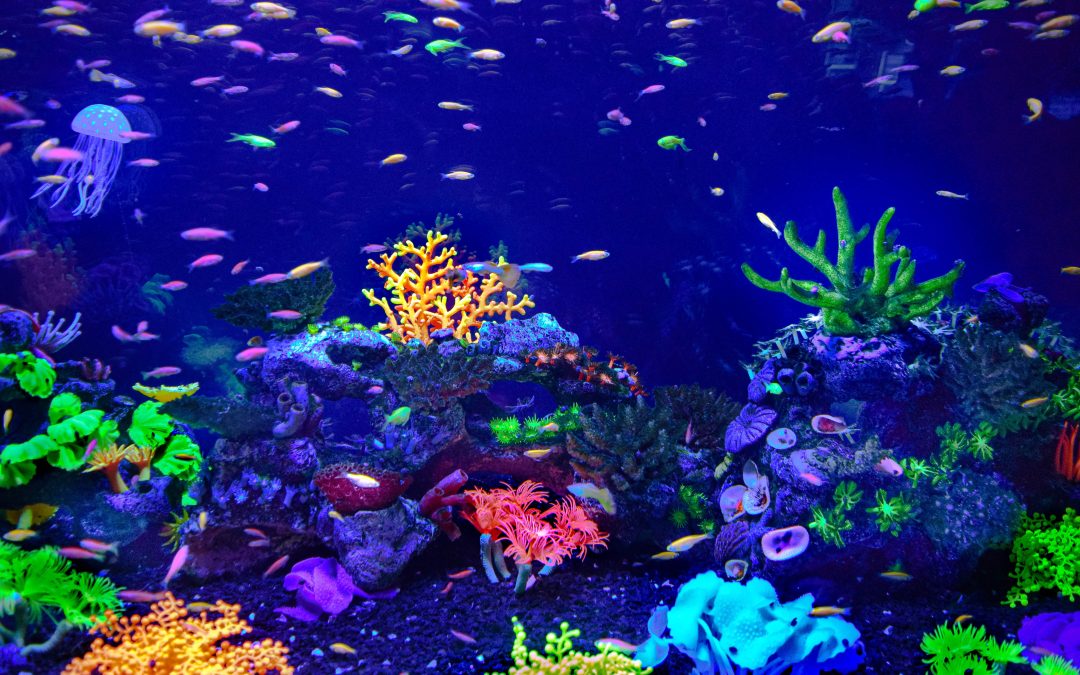 The Ultimate Beginner’s Guide to Fish Tanks