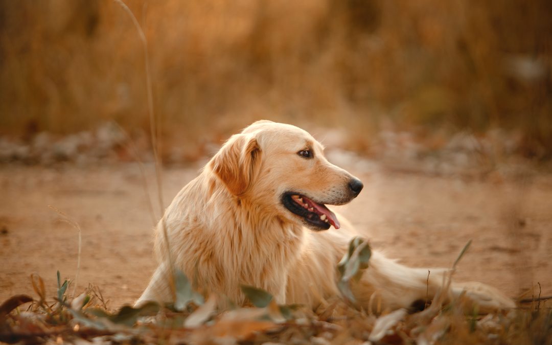 Golden Retriever are beutiful sproting dogs