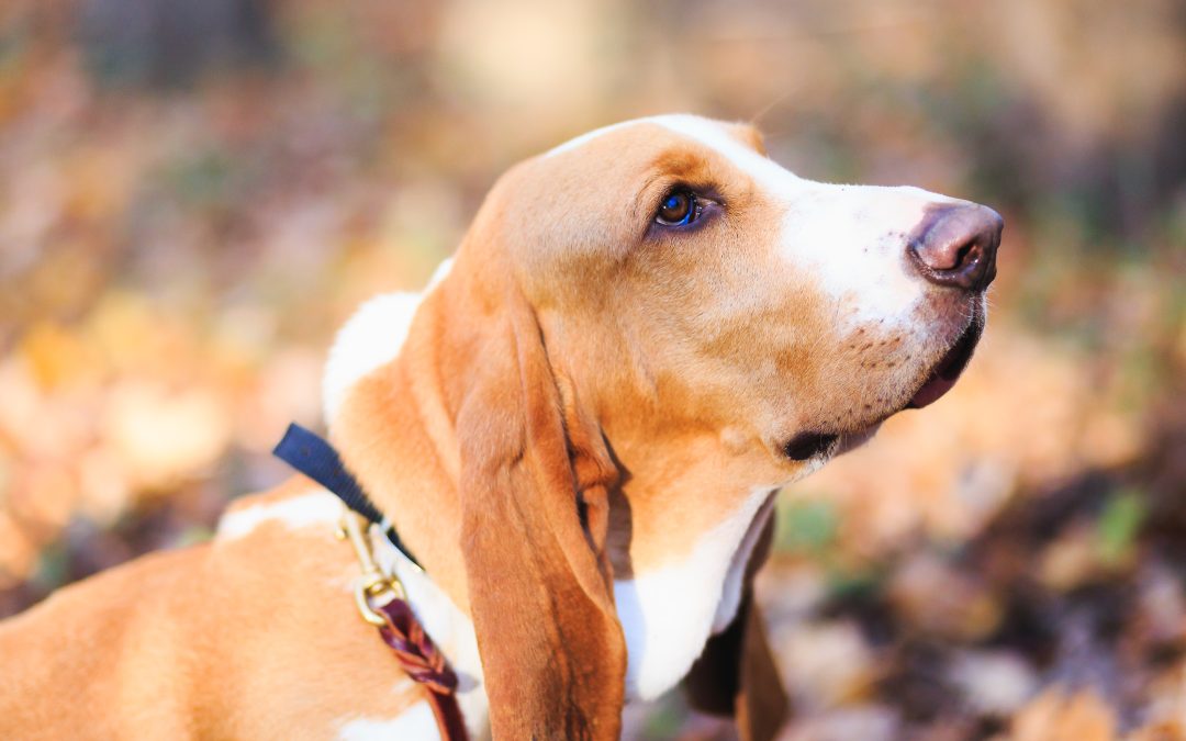 Bassets are one of many breeds of hound dogs