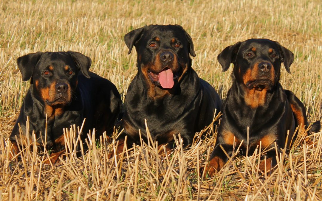Dog Breeds – The Working Dogs. Intelligent, Alert, Friendly and Large