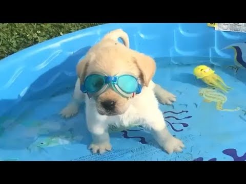 funny puppy videos