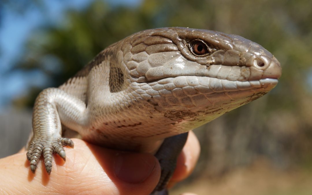 Intro and Pics for the Most Interesting Lizards