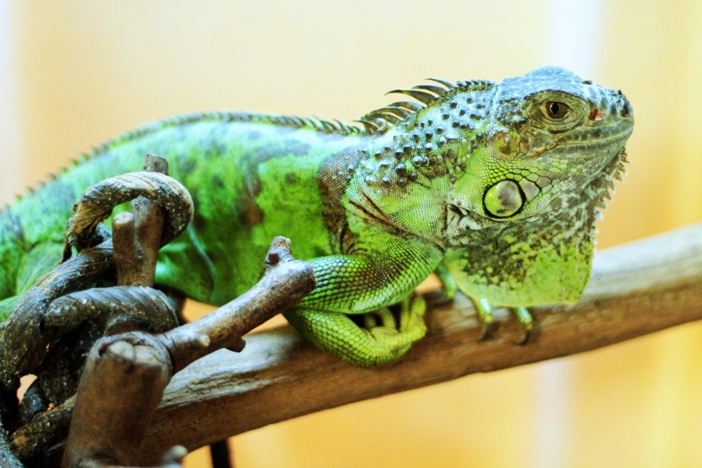 Pet iguana in a cage