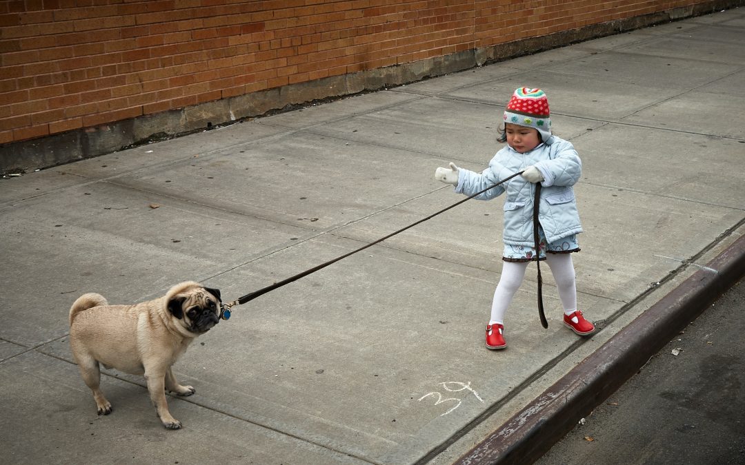 Young girl trying to walk her puppy