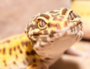 Close up photo of leopard gecko