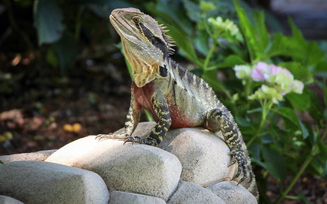 Pet lizard on rocks in tank