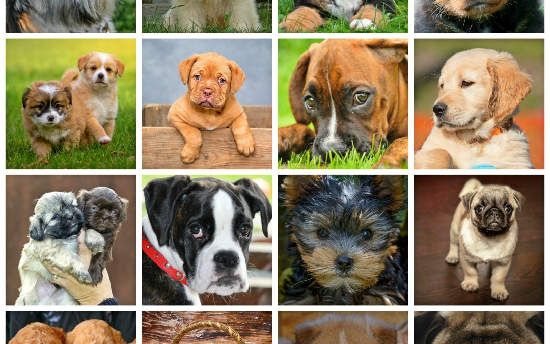 what breed of dog is best for you?